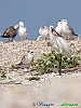 Uccelli ciconiiformi 09 - Spatola.jpg